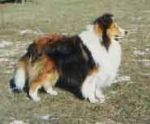 Cindahope Kylene Show Off 1 Sheltie